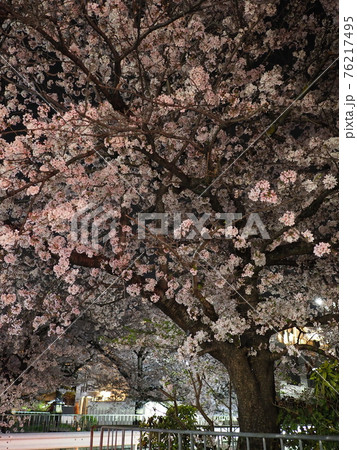 京都　哲学の道の夜桜 76217495