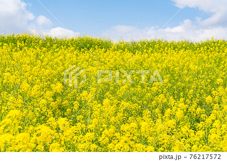 真っ青な晴天の下の満開の菜の花(四月) 真っ青な晴天の下の満開の菜の花(四月) 76217572