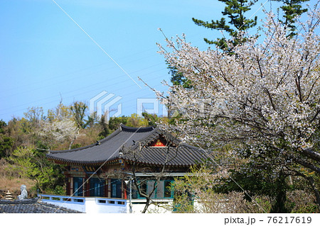 桜 春 韓屋 76217619