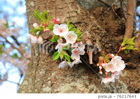 桜 春 梨の花 76217643