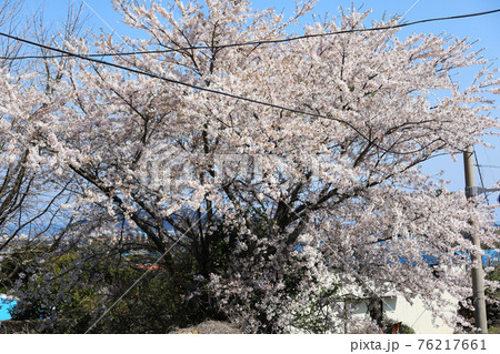桜 春 梨の花 76217661