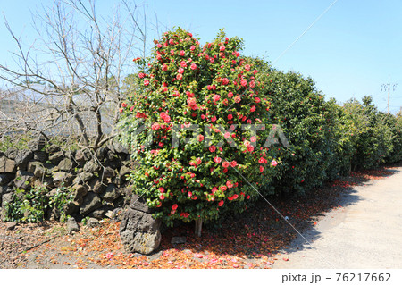 春 バラの花 梨の花 76217662