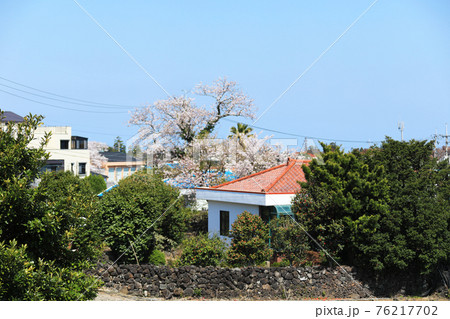 春 韓屋 梨の花 76217702