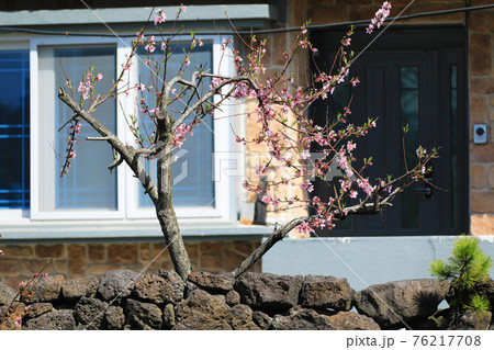 春 バラの花 梨の花 76217708