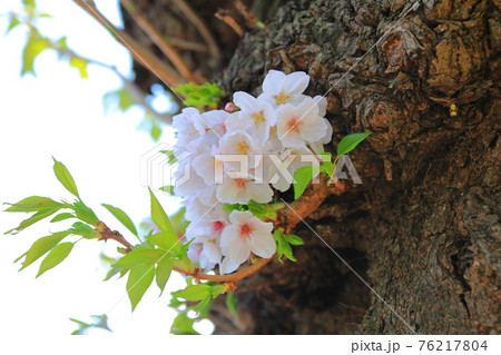 桜 春 梨の花 76217804