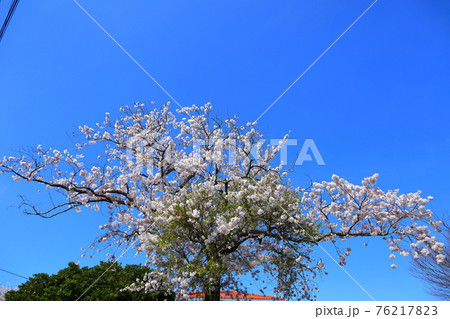 桜 春 梨の花 76217823