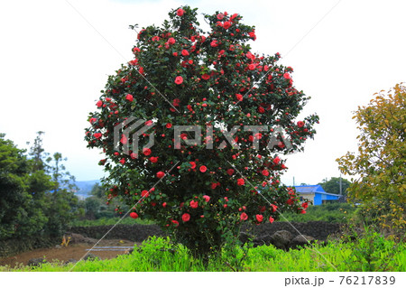 桜 春 梨の花 76217839