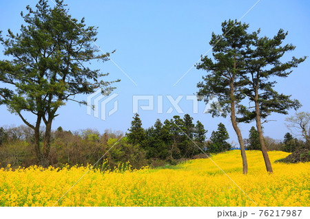 桜 春 梨の花 76217987