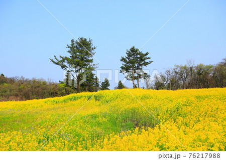 桜 春 梨の花 76217988