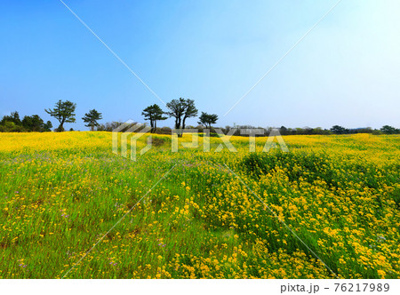 桜 春 梨の花 76217989