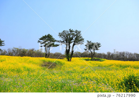 桜 春 梨の花 76217990