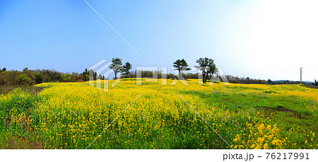 桜 春 梨の花 76217991