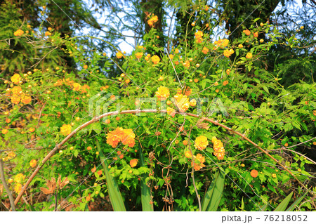 桜 春 梨の花 76218052