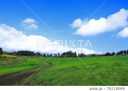 春 梨の花 草原 76218069