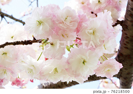 八重咲き桜の福禄寿 76218500