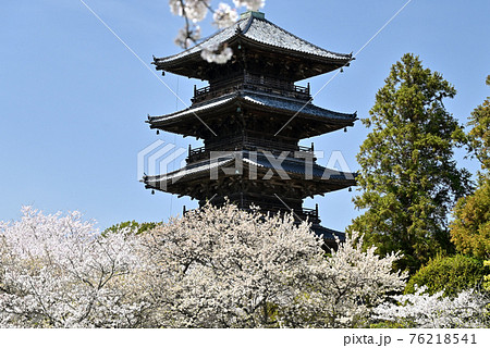 岡山県倉敷の備中国分寺の春の風景(桜) 76218541