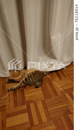 猫　かくれんぼ　頭かくして尻隠さず 76218914