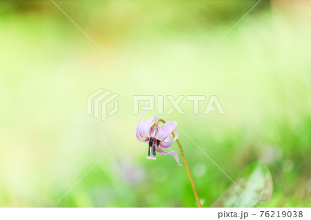 カタクリの花 カタクリの花 76219038