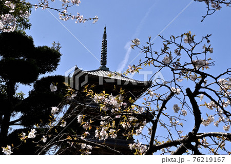 岡山県倉敷の備中国分寺の春の風景(桜) 岡山県倉敷の備中国分寺の春の風景(桜) 76219167