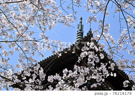岡山県倉敷の備中国分寺の春の風景(桜) 岡山県倉敷の備中国分寺の春の風景(桜) 76219179