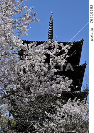 岡山県倉敷の備中国分寺の春の風景(桜) 岡山県倉敷の備中国分寺の春の風景(桜) 76219192
