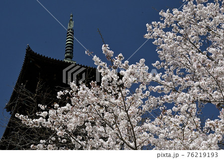 岡山県倉敷の備中国分寺の春の風景(桜) 76219193