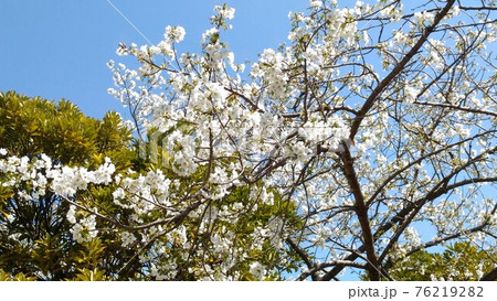 シュモクッレンの薄紫の花 シュモクッレンの薄紫の花 76219282