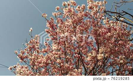 シュモクッレンの薄紫の花 シュモクッレンの薄紫の花 76219285