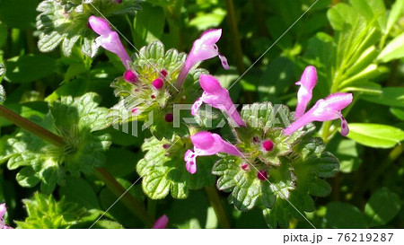 薄紫の踊り子の様な唇型の花はホトケノザの花の写真素材