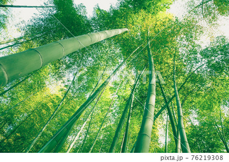 Bamboo forest 76219308