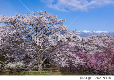 (長野県)大草城址公園の桜と中央アルプス遠望 夜明け (長野県)大草城址公園の桜と中央アルプス遠望 夜明け 76219410