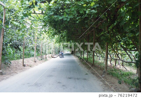 ホータンの葡萄畑 76219472