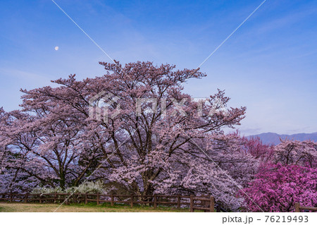 （長野県）月明りの下、大草城址公園の桜 76219493