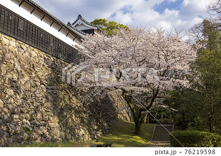 舞鶴公園の桜 76219598