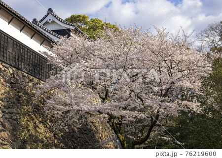 舞鶴公園の桜 舞鶴公園の桜 76219600