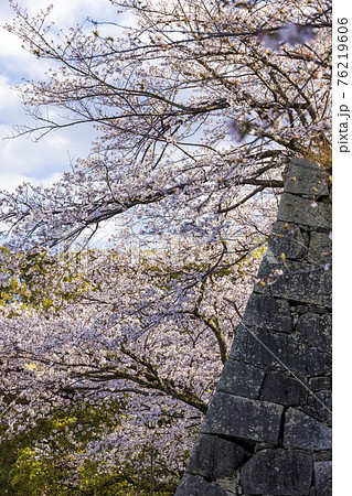 舞鶴公園の桜 舞鶴公園の桜 76219606