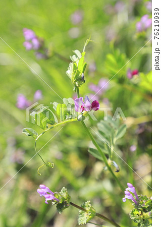 烏野豌豆(カラスノエンドウ)or 矢筈豌豆(ヤハズエンドウ) 烏野豌豆(カラスノエンドウ)or 矢筈豌豆(ヤハズエンドウ) 76219939