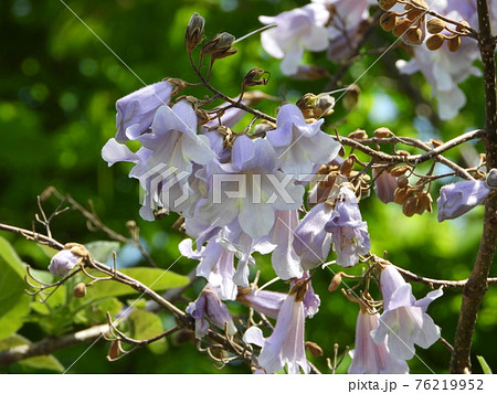 キリ（桐）の花 76219952