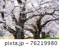 桜の名所　宮城白石川堤一目千本桜 76219980