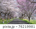 桜の名所　宮城白石川堤一目千本桜 76219981