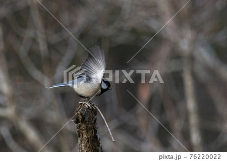 枝先から飛び立つ瞬間のシジュウカラ　春　3月 76220022