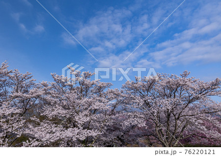 (長野県)大草城址公園 満開の桜 (長野県)大草城址公園 満開の桜 76220121