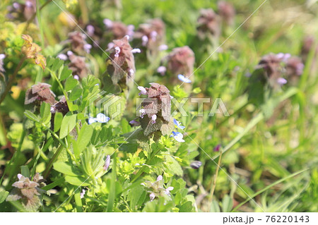 春の草花　姫踊り子草（ヒメオドリコソウ）とオオイヌノフグリ 76220143