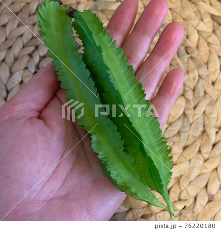 四角豆 シカクマメ うりずん豆 シカクマーミ 琉球四角豆 四角豆 シカクマメ うりずん豆 シカクマーミ 琉球四角豆 76220180