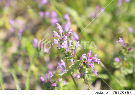 仏の材(ホトケノザ) or 三界草(サンガイグサ) 仏の材(ホトケノザ) or 三界草(サンガイグサ) 76220367
