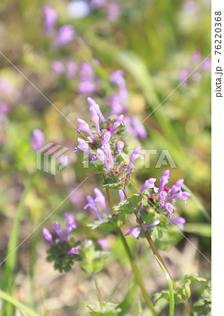 仏の材(ホトケノザ) or 三界草(サンガイグサ) 仏の材(ホトケノザ) or 三界草(サンガイグサ) 76220368