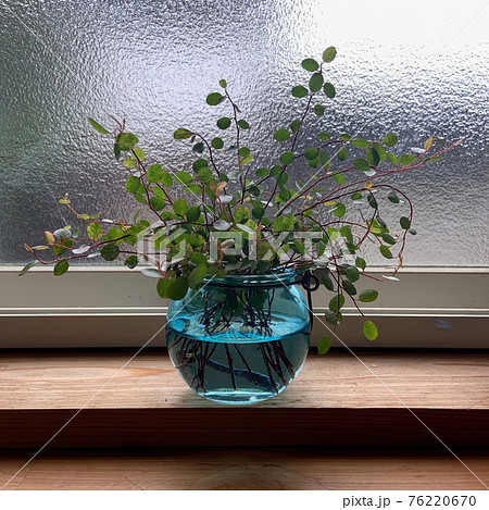 ワイヤープランツ 76220670