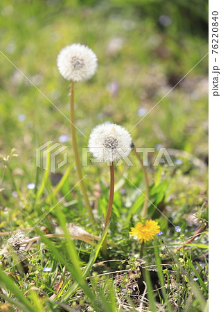 春の野草　タンポポとオオイヌノフブリ　 76220840