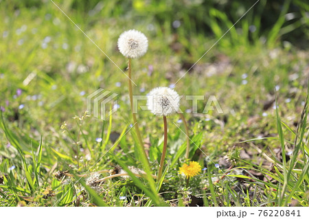 春の野草 タンポポとオオイヌノフブリ 春の野草 タンポポとオオイヌノフブリ 76220841