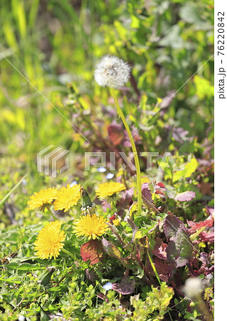 春の野草 タンポポとオオイヌノフブリ 春の野草 タンポポとオオイヌノフブリ 76220842